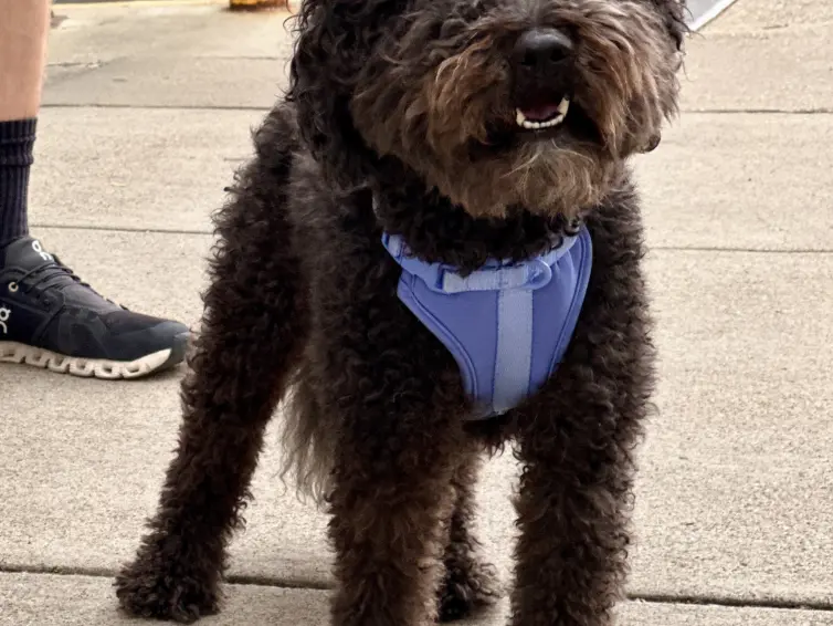 Small dog. Jack, Thalman Family dog.