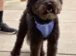 Small dog. Jack, Thalman Family dog.